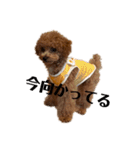 モナ犬のスタンプ（個別スタンプ：15）