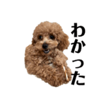 モナ犬のスタンプ（個別スタンプ：16）