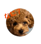 モナ犬のスタンプ（個別スタンプ：19）