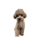 モナ犬のスタンプ（個別スタンプ：20）