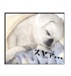 ぺきもこもっちくん⑤（個別スタンプ：15）