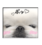 ぺきもこもっちくん⑤（個別スタンプ：24）