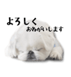 ぺきもこもっちくん⑤（個別スタンプ：29）