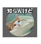 ねこのほたては今日もかわいい（個別スタンプ：9）