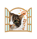 うちのねこ＋α【山形の方言】（個別スタンプ：1）