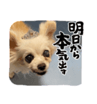 ゆめの毎日スタンプ7（個別スタンプ：5）