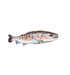 世界の佐藤家シーズン3 ときどき釣り（個別スタンプ：39）