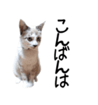 可愛い猫の写真をスタンプにしてみた。（個別スタンプ：4）