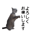 可愛い猫の写真をスタンプにしてみた。（個別スタンプ：10）