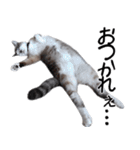 可愛い猫の写真をスタンプにしてみた。（個別スタンプ：11）