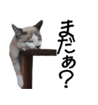 可愛い猫の写真をスタンプにしてみた。（個別スタンプ：20）