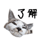 可愛い猫の写真をスタンプにしてみた。（個別スタンプ：37）