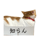 いつもの 猫（個別スタンプ：11）