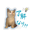 短足オッドアイのOMOCHIだよ♪（個別スタンプ：1）
