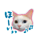 短足オッドアイのOMOCHIだよ♪（個別スタンプ：7）