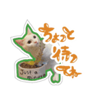 短足オッドアイのOMOCHIだよ♪（個別スタンプ：10）
