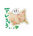 短足オッドアイのOMOCHIだよ♪（個別スタンプ：14）