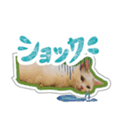 短足オッドアイのOMOCHIだよ♪（個別スタンプ：15）