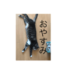 こばこばこばこばスタンプ（個別スタンプ：3）