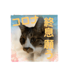 コロナ終息（個別スタンプ：1）