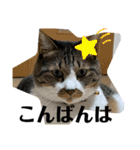 コロナ終息（個別スタンプ：4）