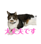 コロナ終息（個別スタンプ：10）
