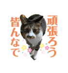 コロナ終息（個別スタンプ：13）