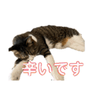 コロナ終息（個別スタンプ：14）
