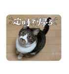 コロナ終息（個別スタンプ：17）