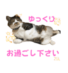 コロナ終息（個別スタンプ：22）