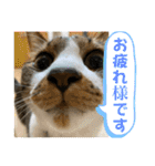 コロナ終息（個別スタンプ：24）