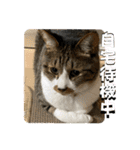 コロナ終息（個別スタンプ：25）
