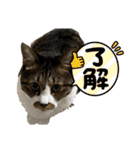 コロナ終息（個別スタンプ：28）
