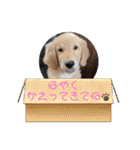 ゴールデン金＆桃＆福の1日（個別スタンプ：18）