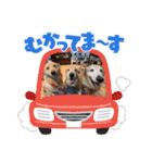 ゴールデン金＆桃＆福の1日（個別スタンプ：19）