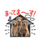 ゴールデン金＆桃＆福の1日（個別スタンプ：20）
