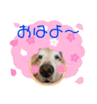 ゴールデン金＆桃＆福の1日（個別スタンプ：28）