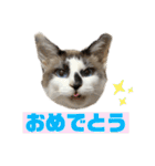 にぼしくん3（個別スタンプ：1）