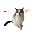 にぼしくん3（個別スタンプ：2）