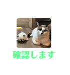 にぼしくん3（個別スタンプ：3）