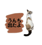 にぼしくん3（個別スタンプ：7）