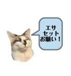 にぼしくん3（個別スタンプ：8）