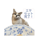 にぼしくん3（個別スタンプ：9）