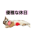 にぼしくん3（個別スタンプ：19）