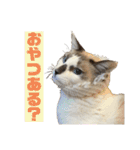 にぼしくん3（個別スタンプ：32）