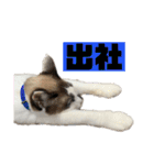 にぼしくん3（個別スタンプ：34）