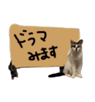 にぼしくん3（個別スタンプ：36）