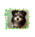 ロイスープ（個別スタンプ：13）