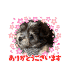 ロイスープ（個別スタンプ：19）