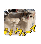 ジジキキちゃんスタンプ〜（個別スタンプ：27）